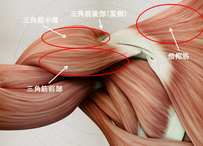 肩の筋肉の構造